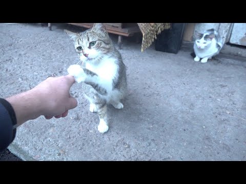 The lady boxer cat is not afraid of the feral dogs