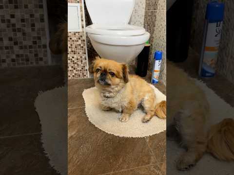Собачка Стала Рабыней #шортс