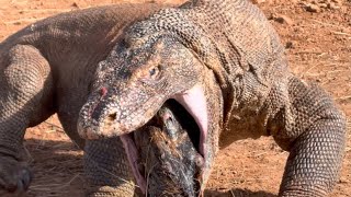 The process of Komodo swallowing and vomiting its prey