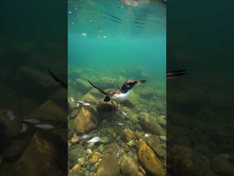 Seagull Dives Deep to Catch a Fish โ Stunning AI Animation! #aivideos