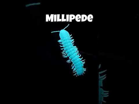 Animals That Glow In The Dark #youtubeshorts #shorts #factshorts #facts #shortsvideo