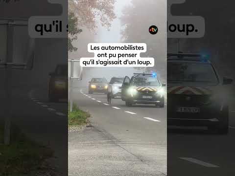 Une voiture de la gendarmerie escortait-elle un loup ?