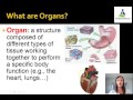 Hierarchical Organization in the Human Body