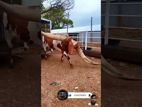 Unique beauty: A cow with exceptional long Horns