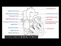 Circulatory System Functions and Structures