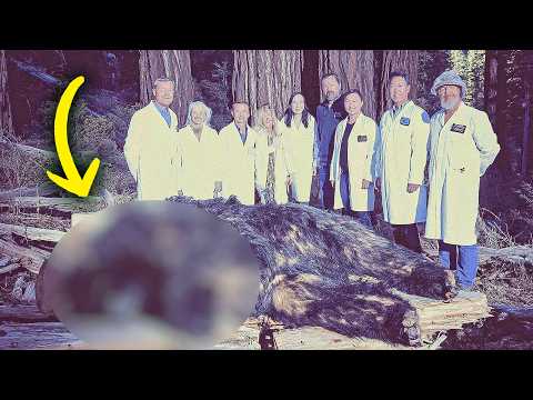 The California National Forest Conspiracy