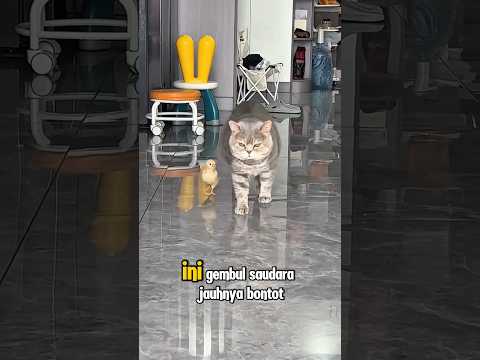 Kucing jaga ayam 🐤