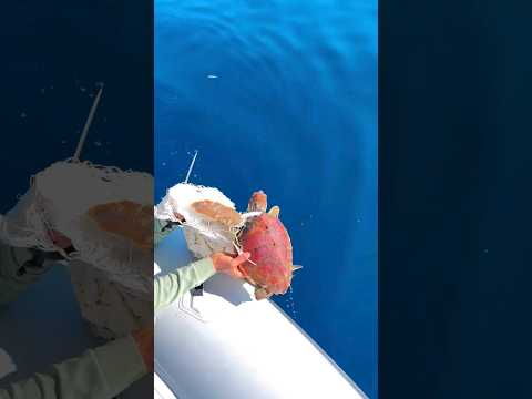 The man who saved the turtle stuck in the sea 👏 #shorts #tortoise #sea #shortsvideo #shortsyoutube