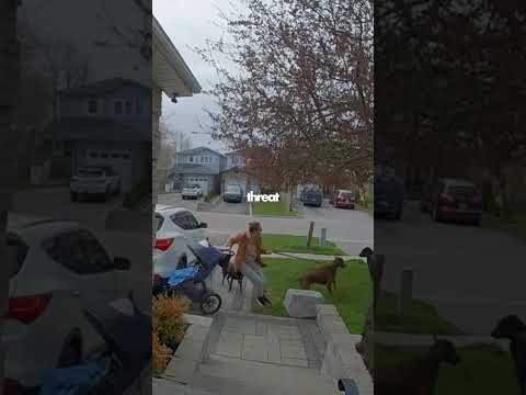 Doberman Saves A Baby! (🎥 dexterthedobie3)