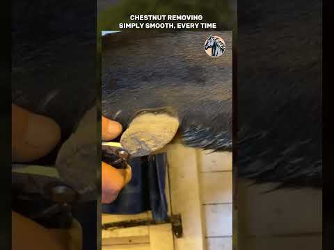 Chestnut Removing Simply Smooth, Every Time. #chestnut #horse #horsecare #satisfying #asmr #trim