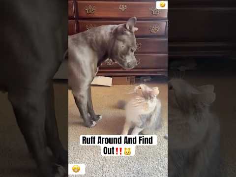 Ruff Around And Find Out‼️🐱#funny #youtubeshorts #shorts