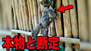 宇宙人が本当に実在する本物の証拠があります…ヤバすぎる極秘映像と日本では絶対に語られない地球外文明の真実【都市伝説】