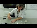 Enzyme Activity and Experimentation