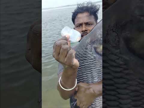 20kg bigfish🐟🐟🐟