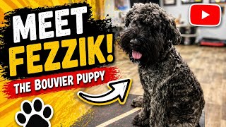 Bouvier des Flandres Puppy Training | E-Collar Conditioning Explained with Fezzik