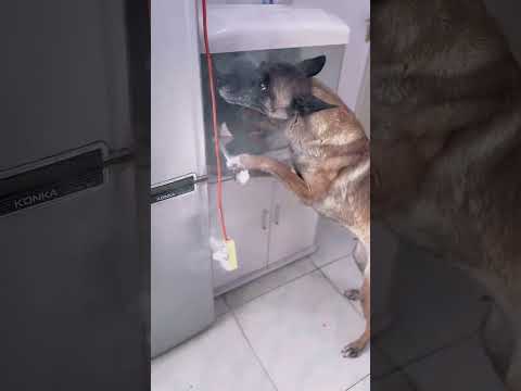 "Exciting Moment! Quick-Thinking Dog to the Rescue!" #pets #dog