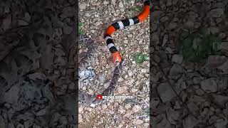 Coral tentando passar para dentro uma serpente bem mais GROSSA que ela mesma!