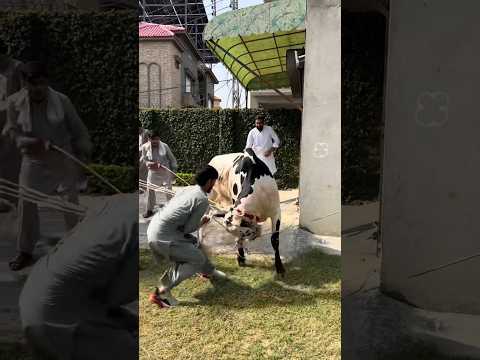 #qurbani2025#trending #cowmandi#shorts#cow#funny#viral#cowvideos#cowqurbani#viralshorts #fareedinfox