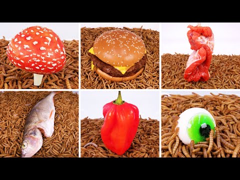 Huge Mealworms Vs. Weird Foods Compilation 2024