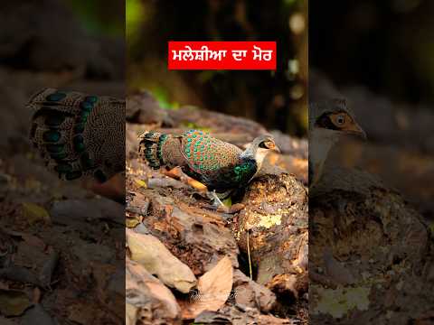 ਮਲੇਸ਼ੀਆ ਦਾ ਮੋਰ #dailypets #pets #petsvlog #petvlog #birdsounds #dailyvlog #birds #peacock #ਮੋਰ