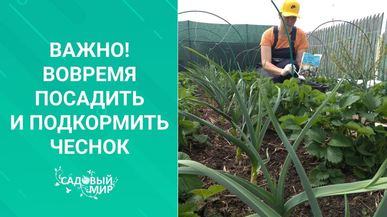 Посадка ярового чеснока и подкормка озимого. СДЕЛАЙТЕ ЭТО СЕЙЧАС!