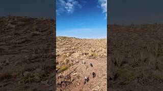 Van 9-11 oktober 2026 komt La Leyenda del Dorado voor het eerst naar Aruba #aruba #mtb #mountainbike