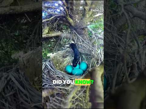 Smartest bird 🐔 vs Sneaky snake🐍