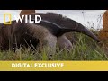 Giant Anteater and Insect Facts