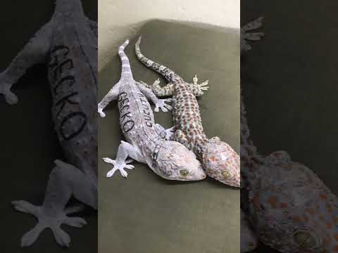 Hai bé tắc kè, tắc kè #badut #iguana #bebek #tắc_kè #gecko #tokek #kucing #ikan #shorts #ondel