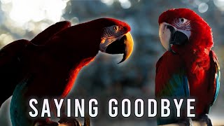 Saying Goodbye to Cleo – A Heartbreaking Decision