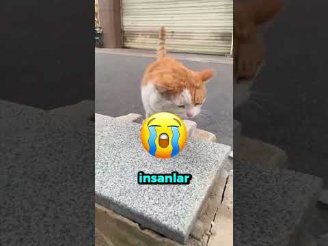 Bebeğini Yolcu Gemisinde Unuttu… Sonrasında Olanlar İnanılmaz! 😳🛳️