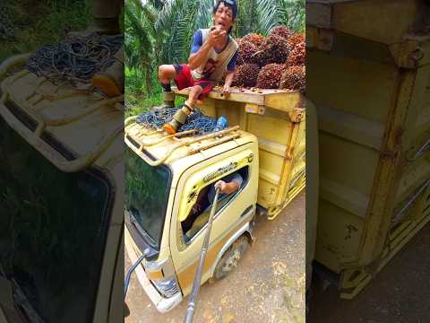 Beginilah kerja kami hari hari | muat sawit dari pagi sampai malam #viralvideo #shorts