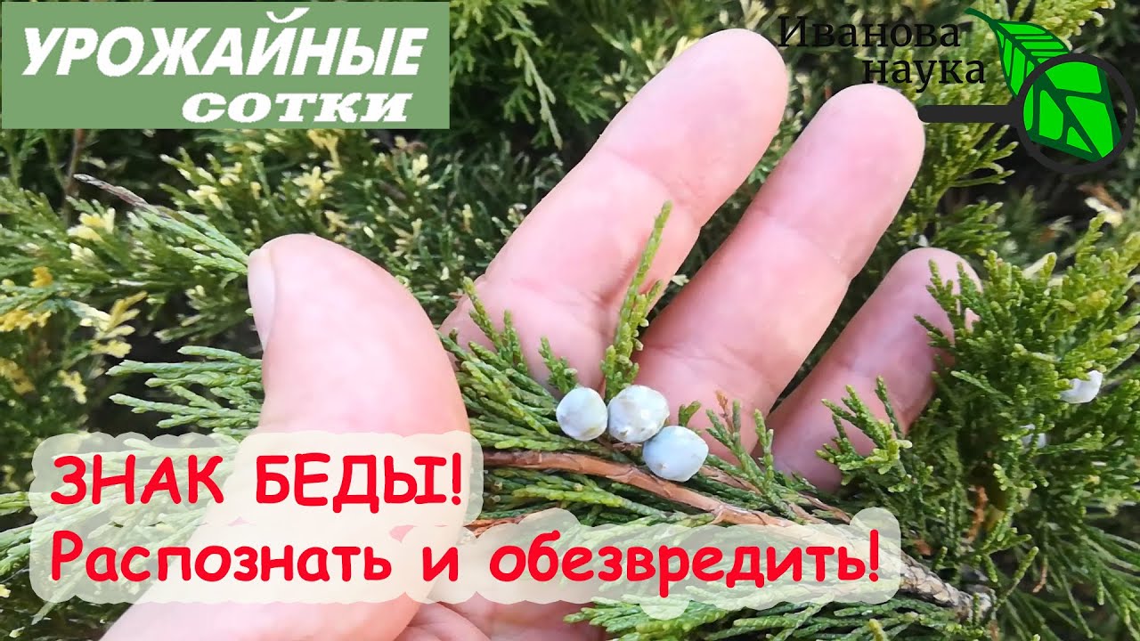 Эти ягоды знак беды! Как отличить опасный можжевельник от безобидных собратьев