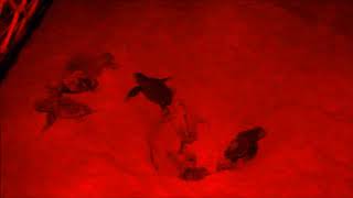 LSSI Turtle Nest 25 Boil Video