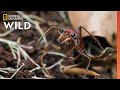 Understanding the Australian Bull-Ant