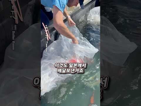 일본에서 항공직송 배달 해버리는 20억 짜리 코이