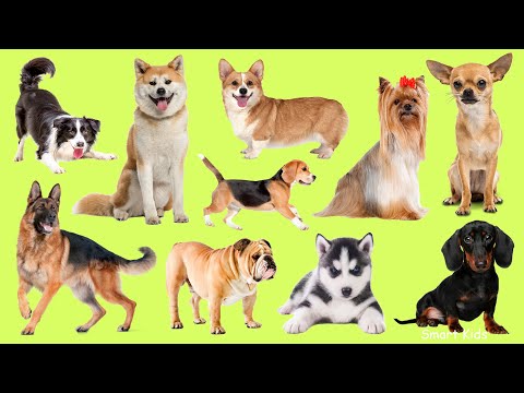 Learn names Cutest Dog Breeds in English | Learn Sounds of Cutest Dog Breeds for Kids