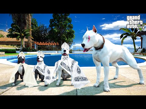 BEYAZ PİTBULL JACK YAVRULARINI SÜNNET ETTİRİYOR! - GTA 5