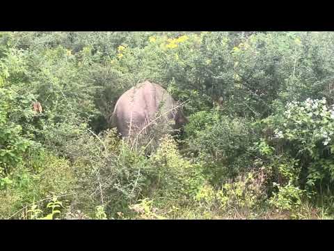 Wild elephant and her baby | Wild Elephant Sri Lanka 🇱🇰