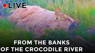 Live from the Crocodile River at the Kruger National Park