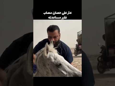 عثر على حصان مصاب فقرر مساعدته!!