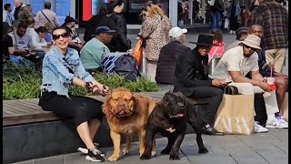 walking with a lion and black jaguar in centrum Rotterdam