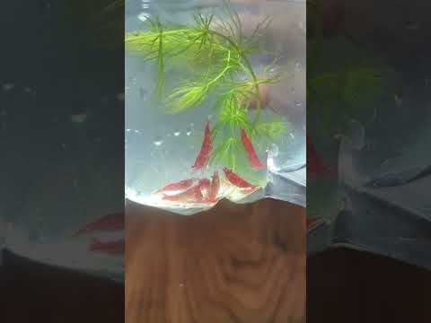 My New Pet is 🦐! #aquarium #fish #animal