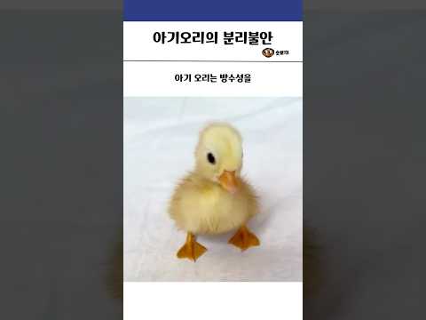 아기 오리의 분리 불안 #동물 #힐링 #오리