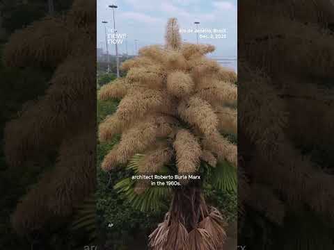 Rio de Janeiro's palms flower for the first and only time