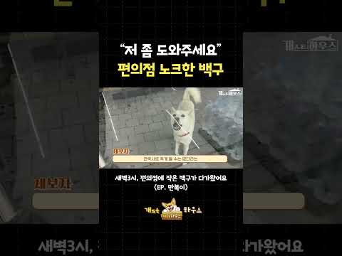 [EN] "저 좀 도와주세요"....새벽 3시, 편의점 노크한 백구 #Shorts