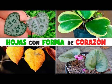 10 PLANTAS con HOJAS EN FORMA DE CORAZÓN