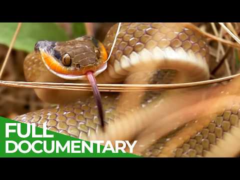 Wild Southern Africa | Episode 3: Wild Coasts | Free Documentary Nature