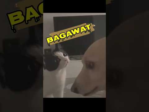 Animals Funny Moment-120 🤪 #funbong #funnyshorts #funnyanimals