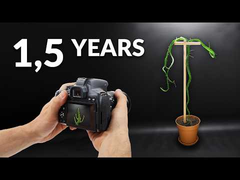 Dragon Fruit Cactus Time-Lapse | 1.5 Years in 3 minutes